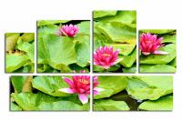 Модульная картина "Лотос на воде"