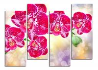 Модульная картина "Орхидея в солнечном свете"